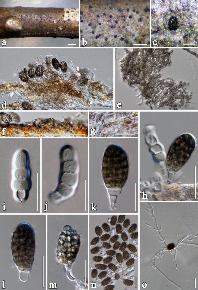 Fungal Diversity Notes 1036 1150 Taxonomic And Phylogenetic Contributions On Genera And Species Of Fungal Taxa Springerlink