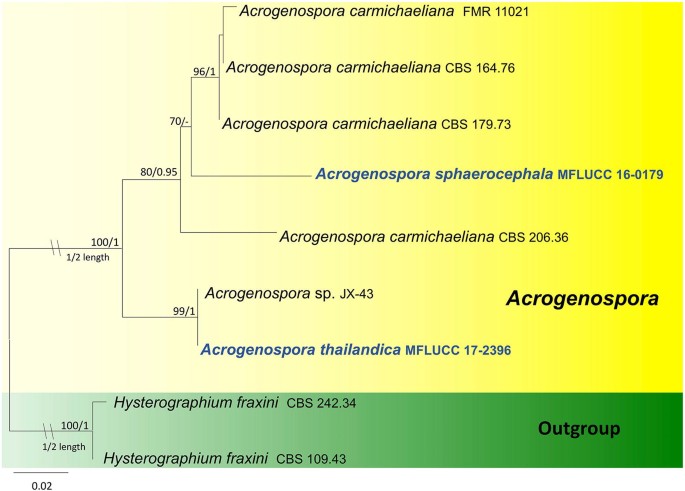 Fungal Diversity Notes 1036 1150 Taxonomic And Phylogenetic Contributions On Genera And Species Of Fungal Taxa Springerlink