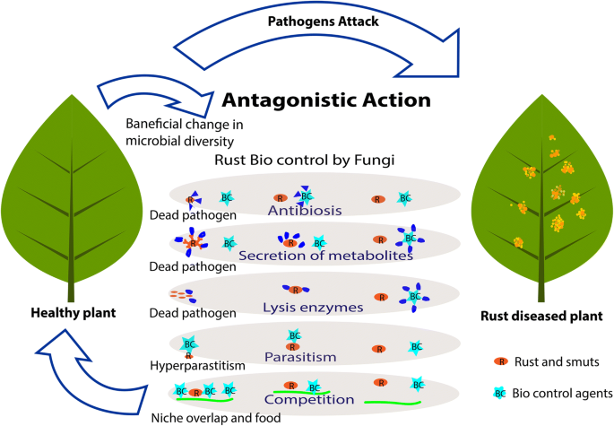 The Amazing Potential Of Fungi 50 Ways We Can Exploit Fungi Industrially Springerlink