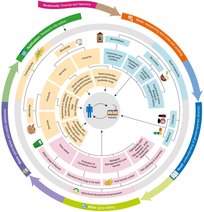 The Amazing Potential Of Fungi 50 Ways We Can Exploit Fungi Industrially Springerlink