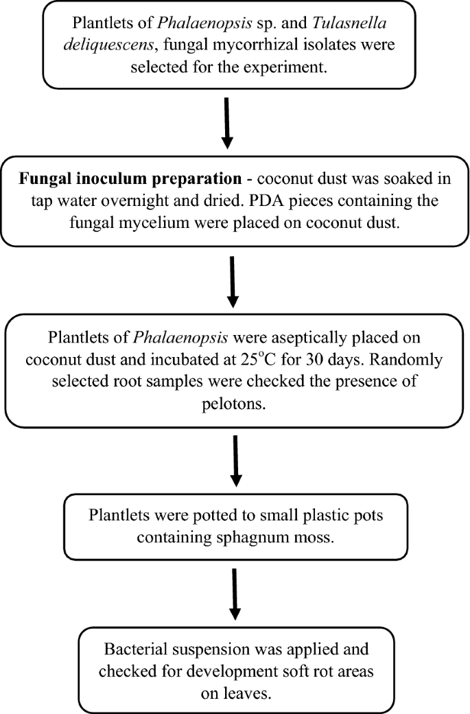 The Amazing Potential Of Fungi 50 Ways We Can Exploit Fungi Industrially Springerlink