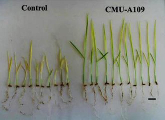 The Amazing Potential Of Fungi 50 Ways We Can Exploit Fungi Industrially Springerlink