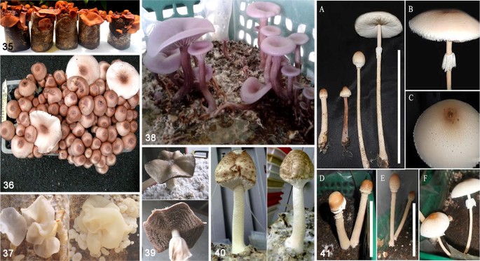 types of fungi on humans