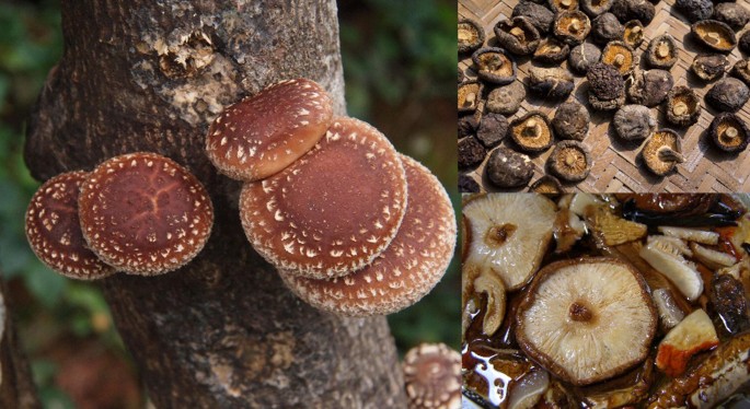 The Amazing Potential Of Fungi 50 Ways We Can Exploit Fungi Industrially Springerlink