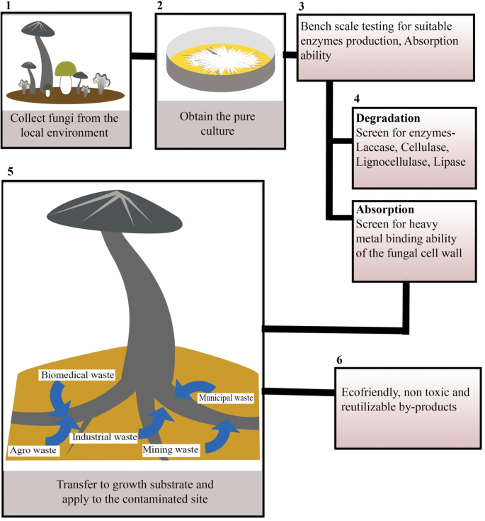 The Amazing Potential Of Fungi 50 Ways We Can Exploit Fungi Industrially Springerlink