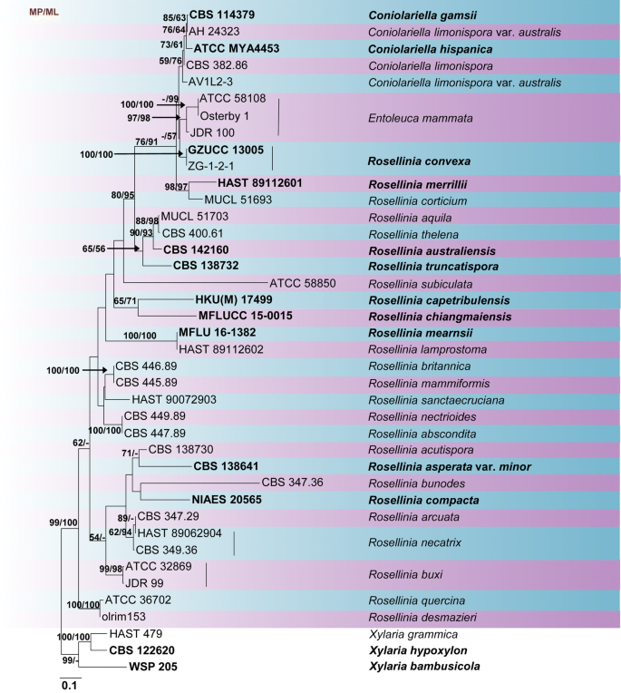 One Stop Shop Iii Taxonomic Update With Molecular Phylogeny For Important Phytopathogenic Genera 51 75 19 Springerlink