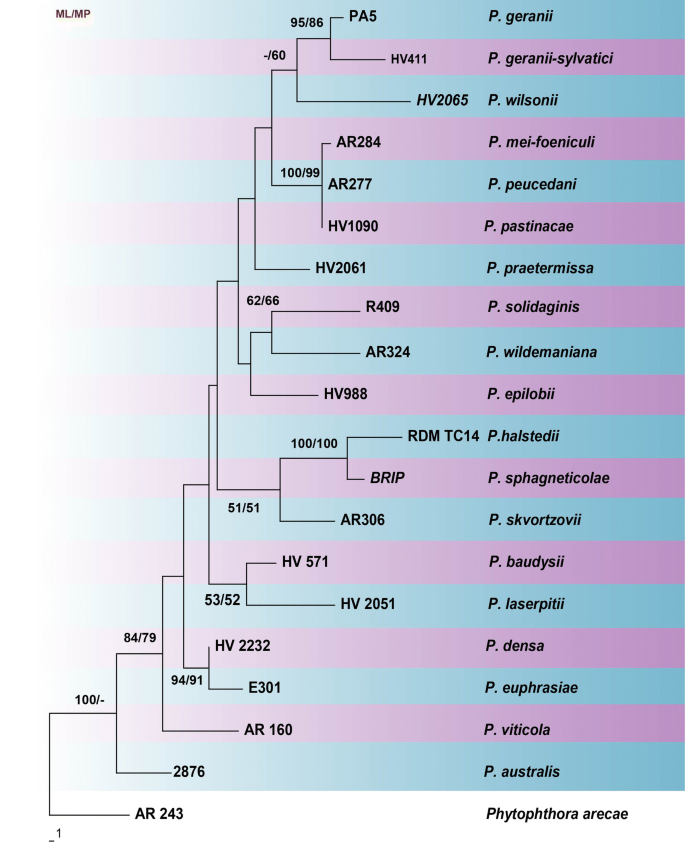 One stop shop: backbones trees for important phytopathogenic genera: I  (2014)