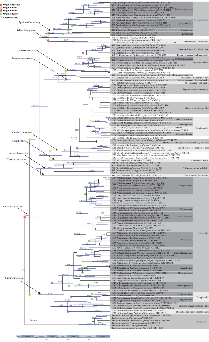 Notes Outline And Divergence Times Of Basidiomycota Springerlink