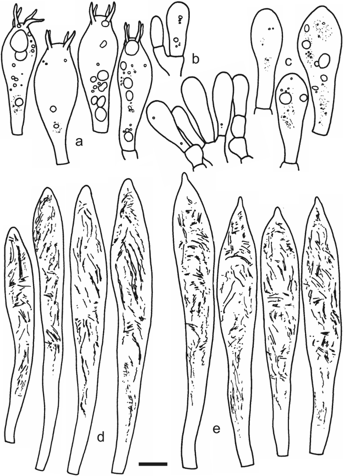 The Quest For A Globally Comprehensible Russula Language Springerlink