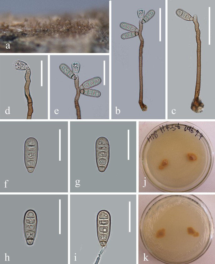 figure 27