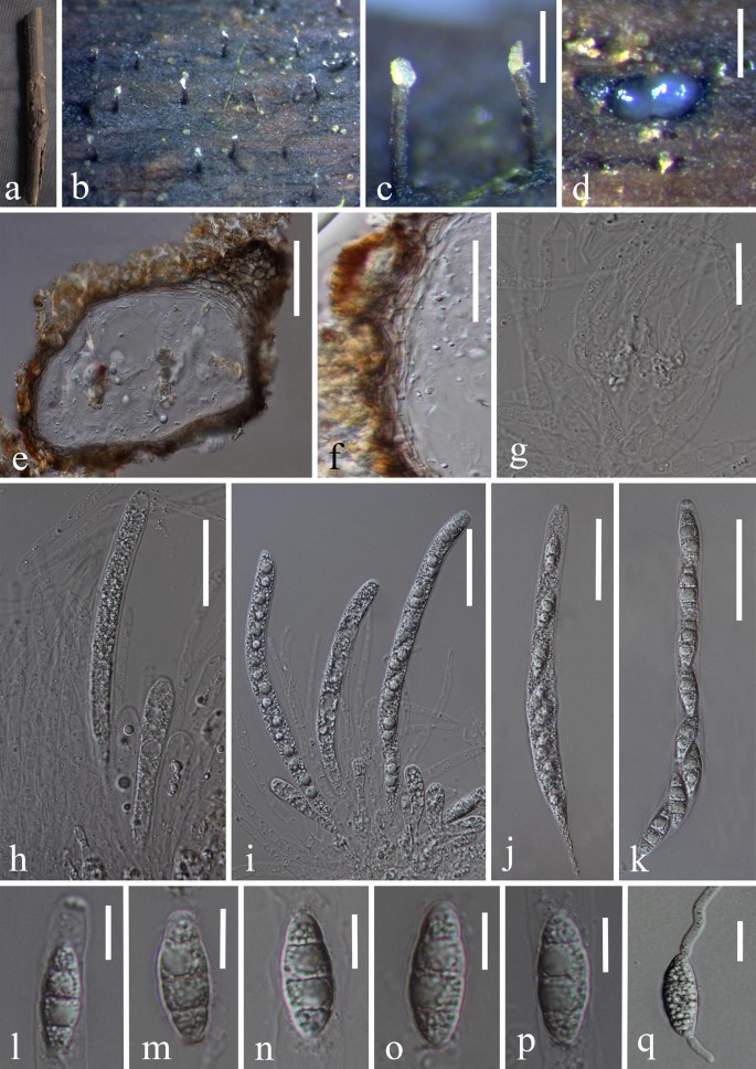 Freshwater Sordariomycetes Springerlink