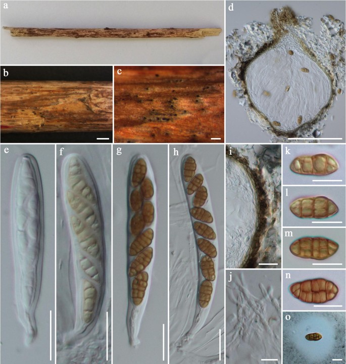 Fungal diversity notes 1151–1276: taxonomic and phylogenetic contributions  on genera and species of fungal taxa | SpringerLink