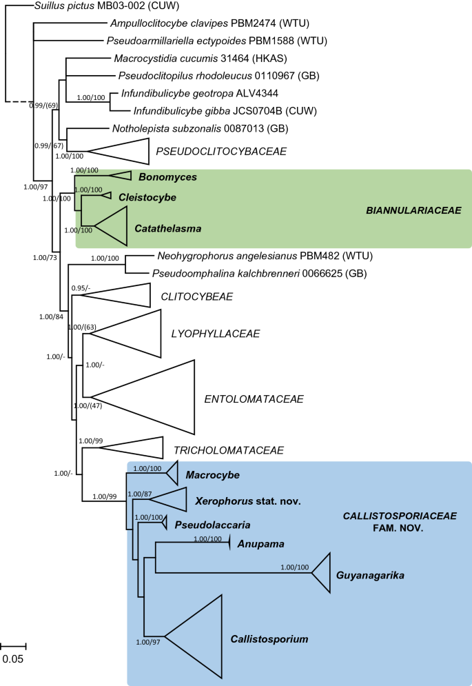 Insights Into The Tricholomatineae Agaricales Agaricomycetes A New Arrangement Of Biannulariaceae And Callistosporium Callistosporiaceae Fam Nov Xerophorus Stat Nov And Pleurocollybia Incorporated Into Callistosporium Springerlink