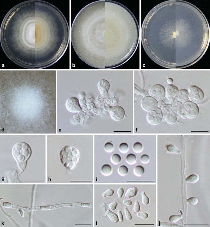 Culturable Mycobiota From Karst Caves In China Ii With Descriptions Of 33 New Species Springerlink