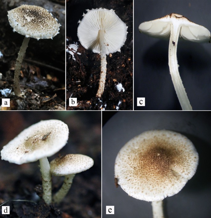 The Numbers Of Fungi Is The Descriptive Curve Flattening Springerlink