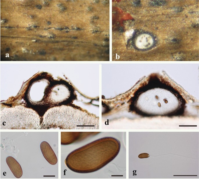 One Stop Shop Iv Taxonomic Update With Molecular Phylogeny For Important Phytopathogenic Genera 76 100 Springerlink