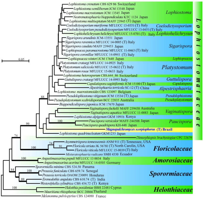 Fungal Diversity Notes 1277 1386 Taxonomic And Phylogenetic Contributions To Fungal Taxa Springerlink