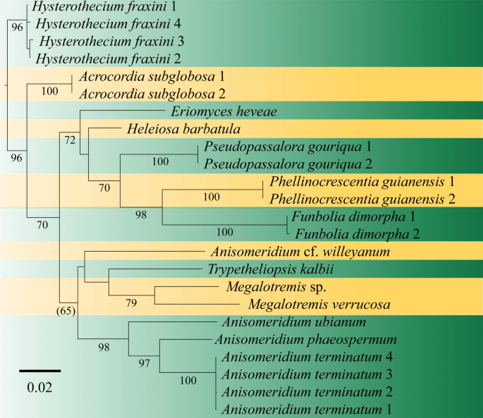 Refined Families Of Dothideomycetes Orders And Families Incertae Sedis In Dothideomycetes Springerlink