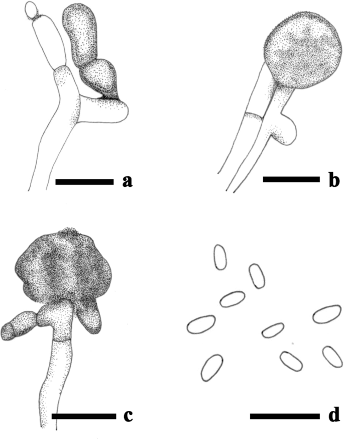 Refined Families Of Dothideomycetes Orders And Families Incertae Sedis In Dothideomycetes Springerlink