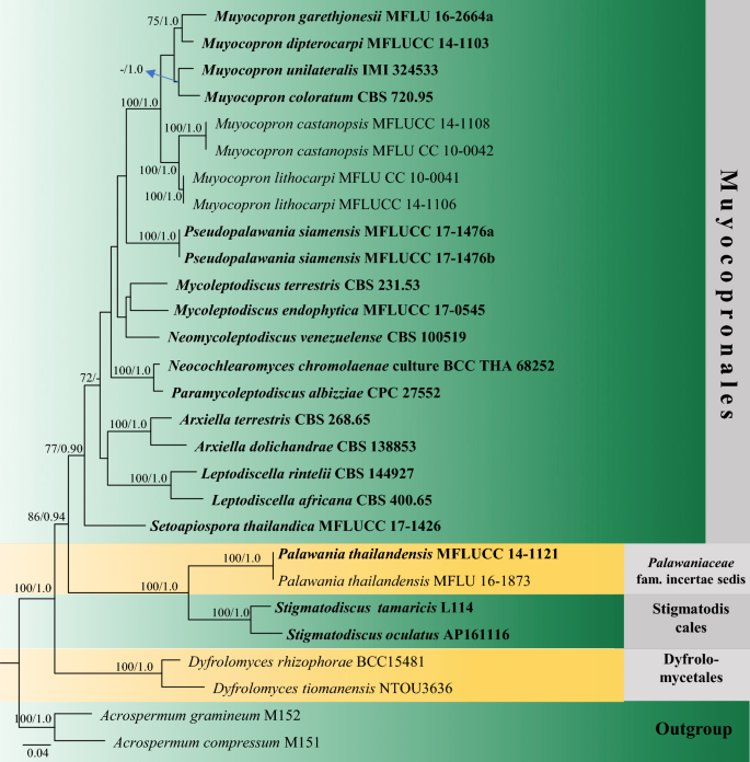 Refined Families Of Dothideomycetes Orders And Families Incertae Sedis In Dothideomycetes Springerlink
