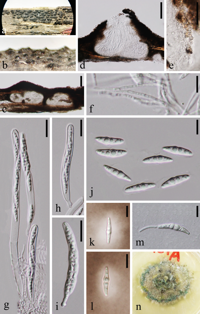 figure 36