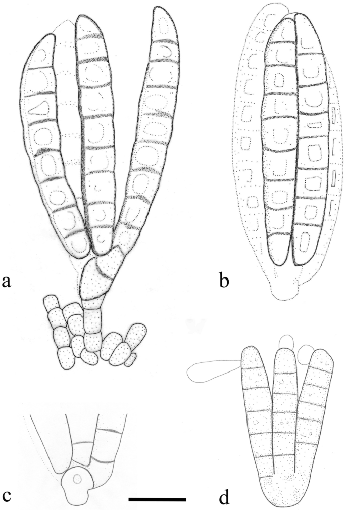 figure 43