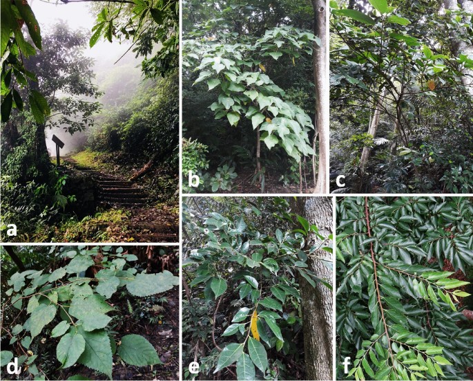 Java & dark forest fit 🌲 : r/lululemon