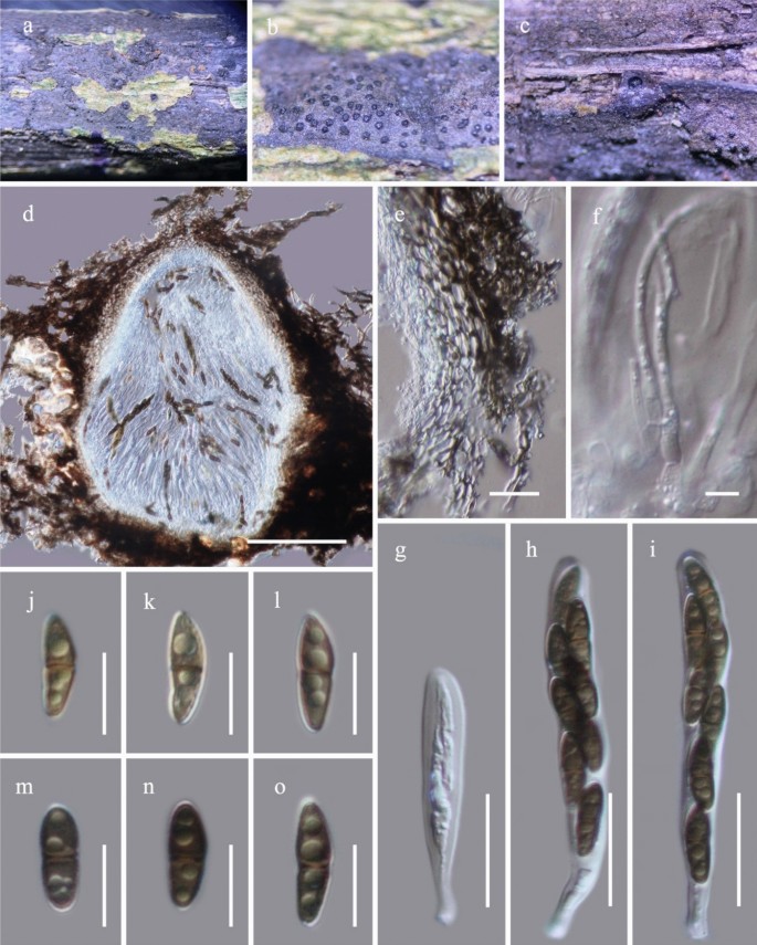 figure 55