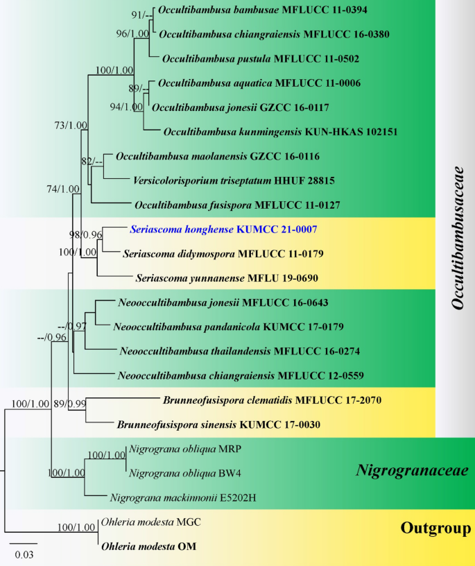 Fungal diversity notes 1387–1511: taxonomic and phylogenetic contributions  on genera and species of fungal taxa | SpringerLink