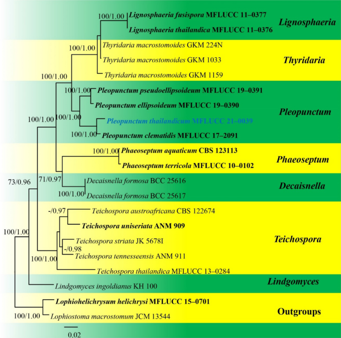 figure 62