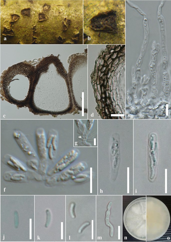 The numbers of fungi: contributions from traditional taxonomic