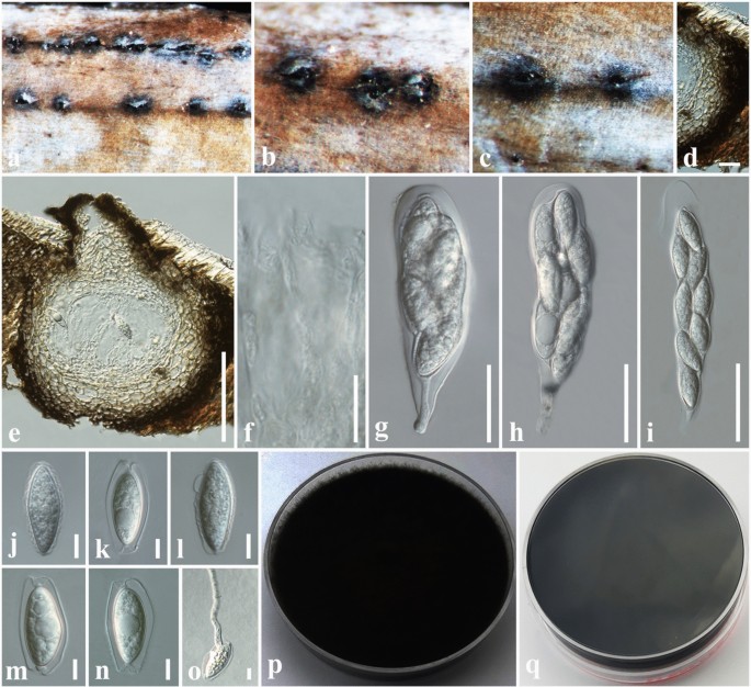 Extremus adstrictus - Facesoffungi number: FoF 06849 - Faces Of Fungi