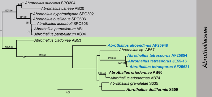 Phylogenetic relationship between strains KKUY-0036, KKUY-0078