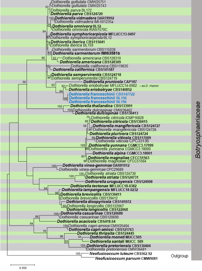 Phylogenetic relationship between strains KKUY-0036, KKUY-0078