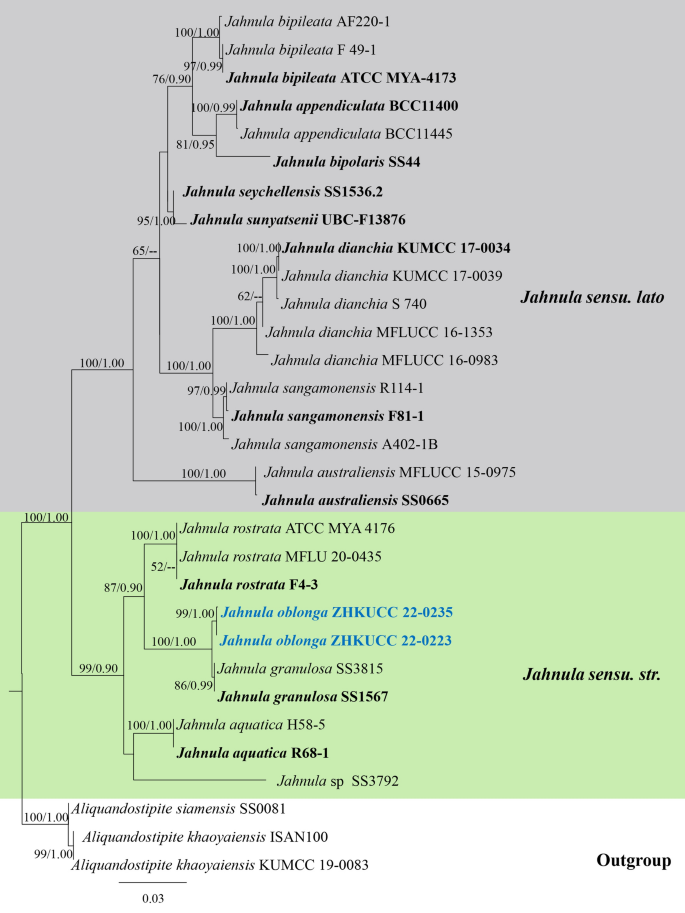 Phylogenetic relationship between strains KKUY-0036, KKUY-0078