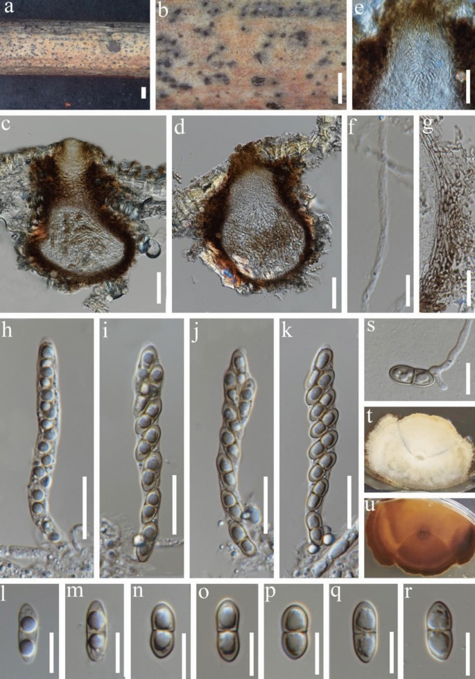 figure 28