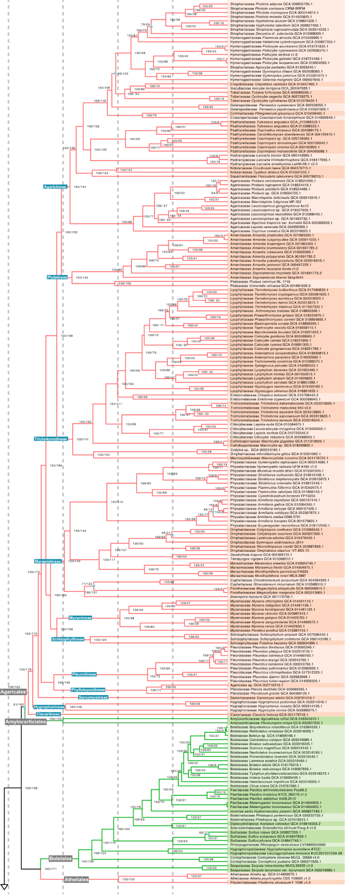 Phylogenomics, divergence times and notes of orders in Basidiomycota |  Fungal Diversity | Springer Nature Link