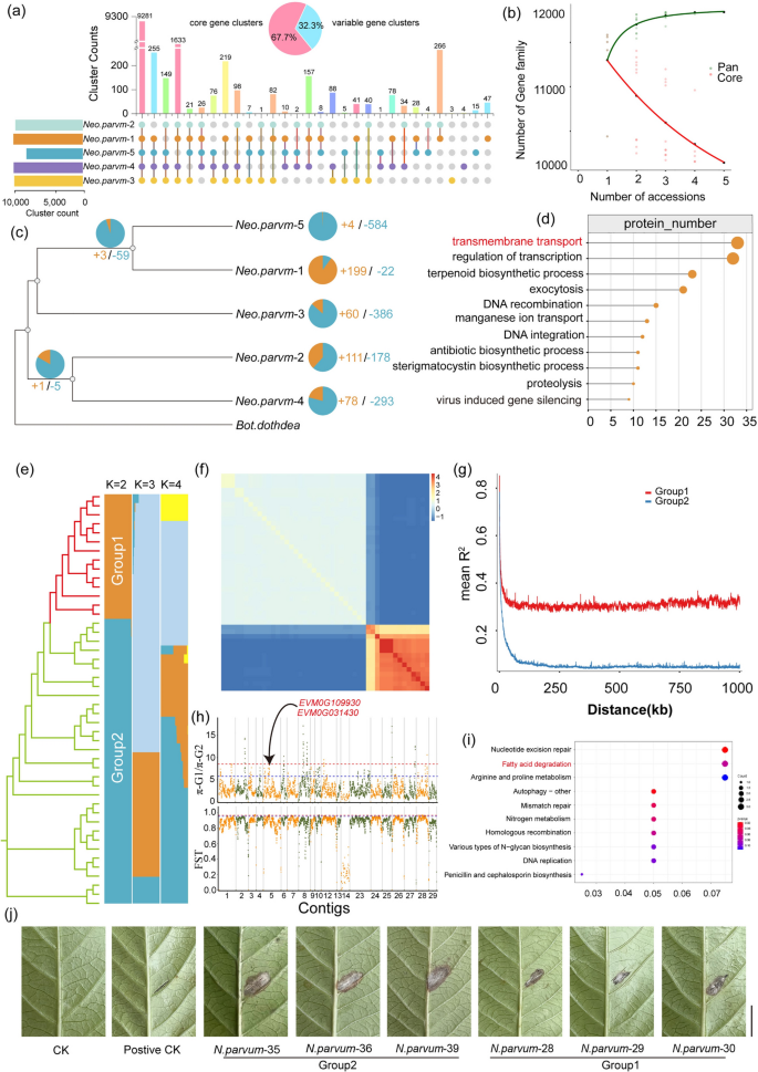 Genomic evolution and diversity in Botryosphaeriales: insights from pan ...