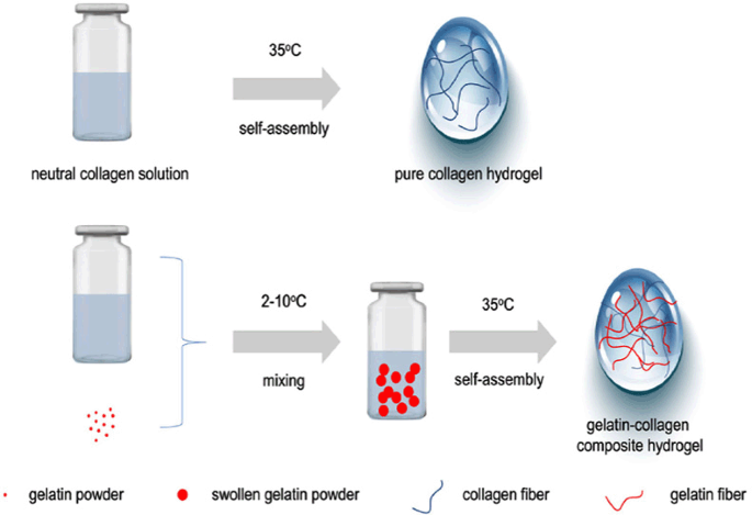 A New Method of Gelatin Modified Collagen and Viscoelastic Study of Gelatin- Collagen Composite Hydrogel | SpringerLink