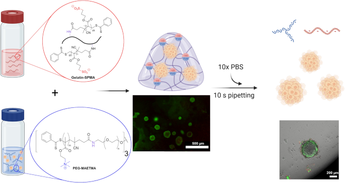 Ionically crosslinked biohybrid gelatin-based hydrogels for 3D cell ...