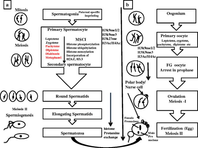 Evolutionary Origin Of Chromatin Remodeling For Dosage Compensation Lessons From Epigenetic Modifications Of X Chromosomes In Germ Cells Of Drosophila C Elegans And Mammals Springerlink