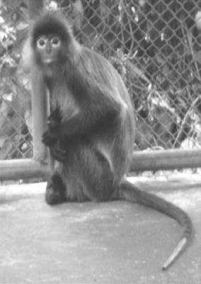 Karyological Analysis And Nor Polymorphism Of Phayre S Langur Trachypithecus Phayrei Crepuscula Primate Colobinae In Thailand Springerlink