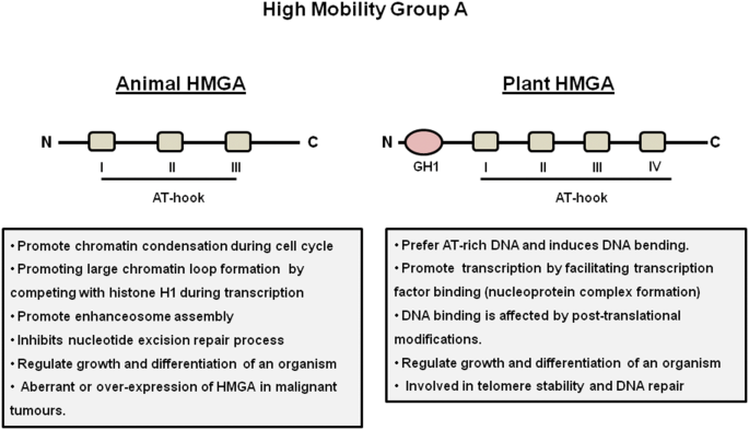 High mobility group proteins: the multifaceted regulators of chromatin  dynamics | SpringerLink