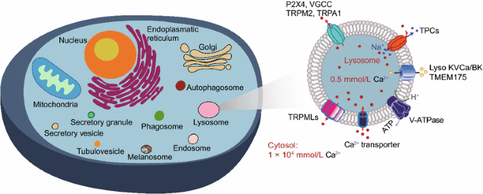Release And Uptake Mechanisms Of Vesicular Ca2 Stores Springerlink