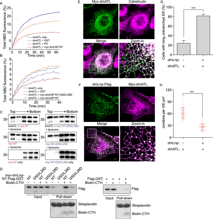 Reciprocal Regulation Between Lunapark And Atlastin Facilitates Er Three Way Junction Formation Springerlink