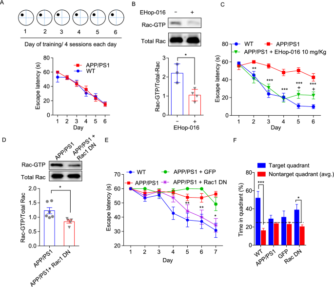 Inhibition of Rac1-dependent forgetting alleviates memory deficits in animal models of Alzheimer's disease | SpringerLink Inhibition of Rac1-dependent forgetting alleviates memory deficits in animal models of Alzheimer's disease | SpringerLink