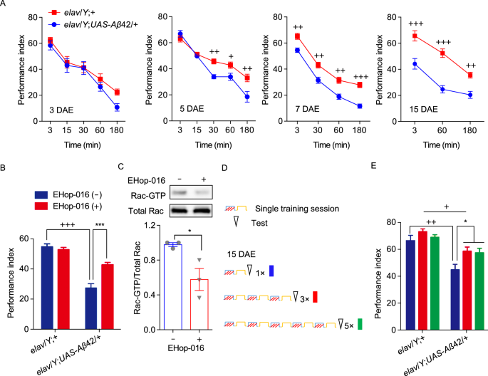 Inhibition of Rac1-dependent forgetting alleviates memory deficits in animal models of Alzheimer's disease | SpringerLink Inhibition of Rac1-dependent forgetting alleviates memory deficits in animal models of Alzheimer's disease | SpringerLink
