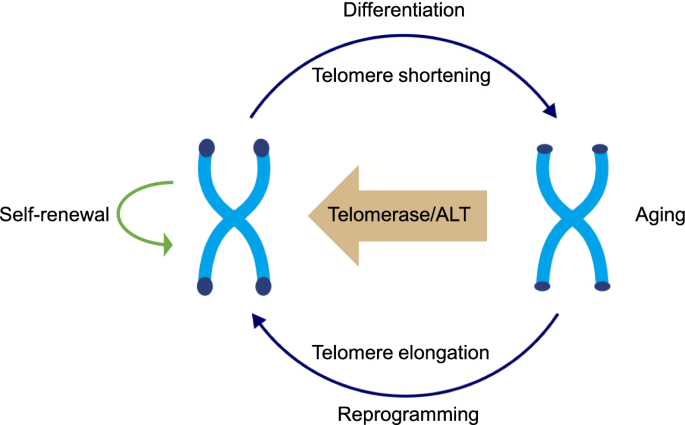 telomerek és anti aging