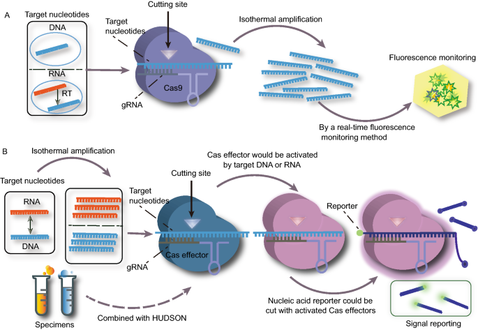 of crispr system