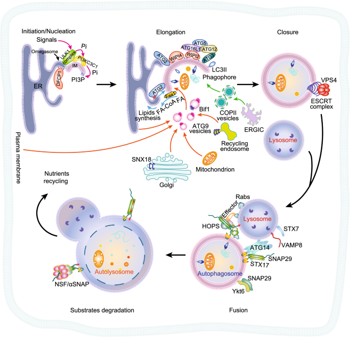 Lipids and membrane-associated proteins in autophagy | SpringerLink